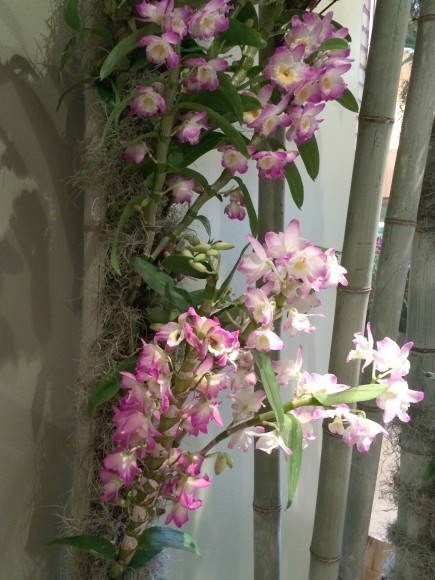 PHOTO: Dendrobium orchids fill bamboo supports.