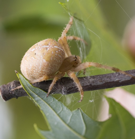 PHOTO: Closeup of an orb weaver spider.