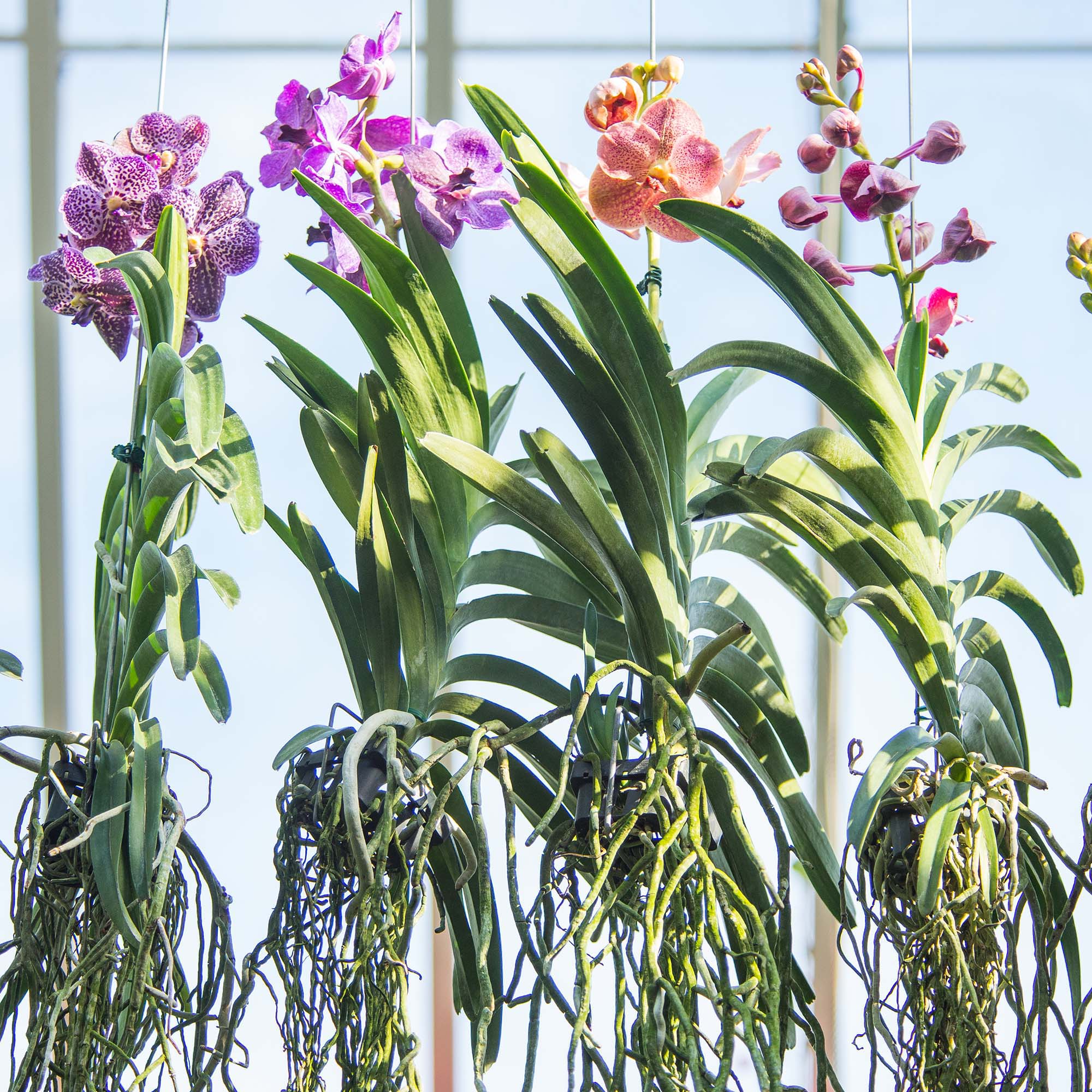 Test your Orchid IQ—how do orchid roots work?