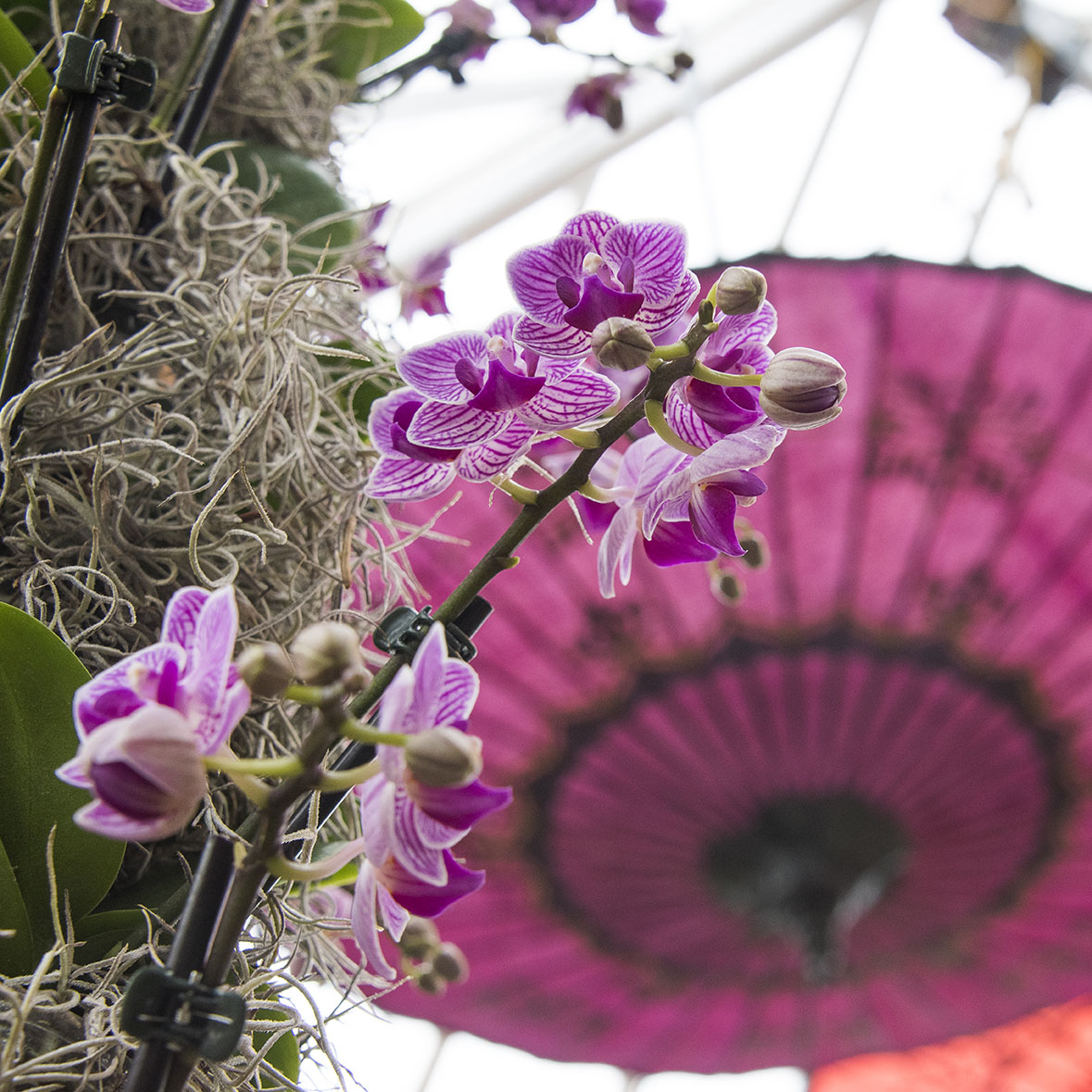 Behind the Scenes at Asia in Bloom: The Orchid Show