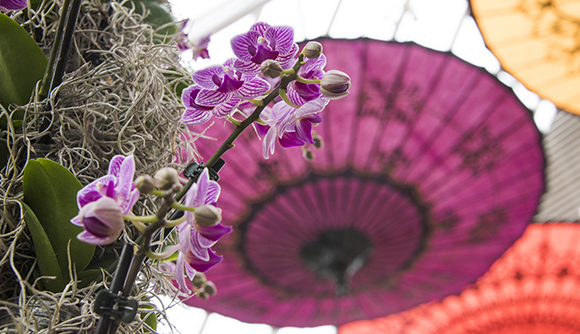 Handmade parasols from Myanmar hang in the greenhouse.