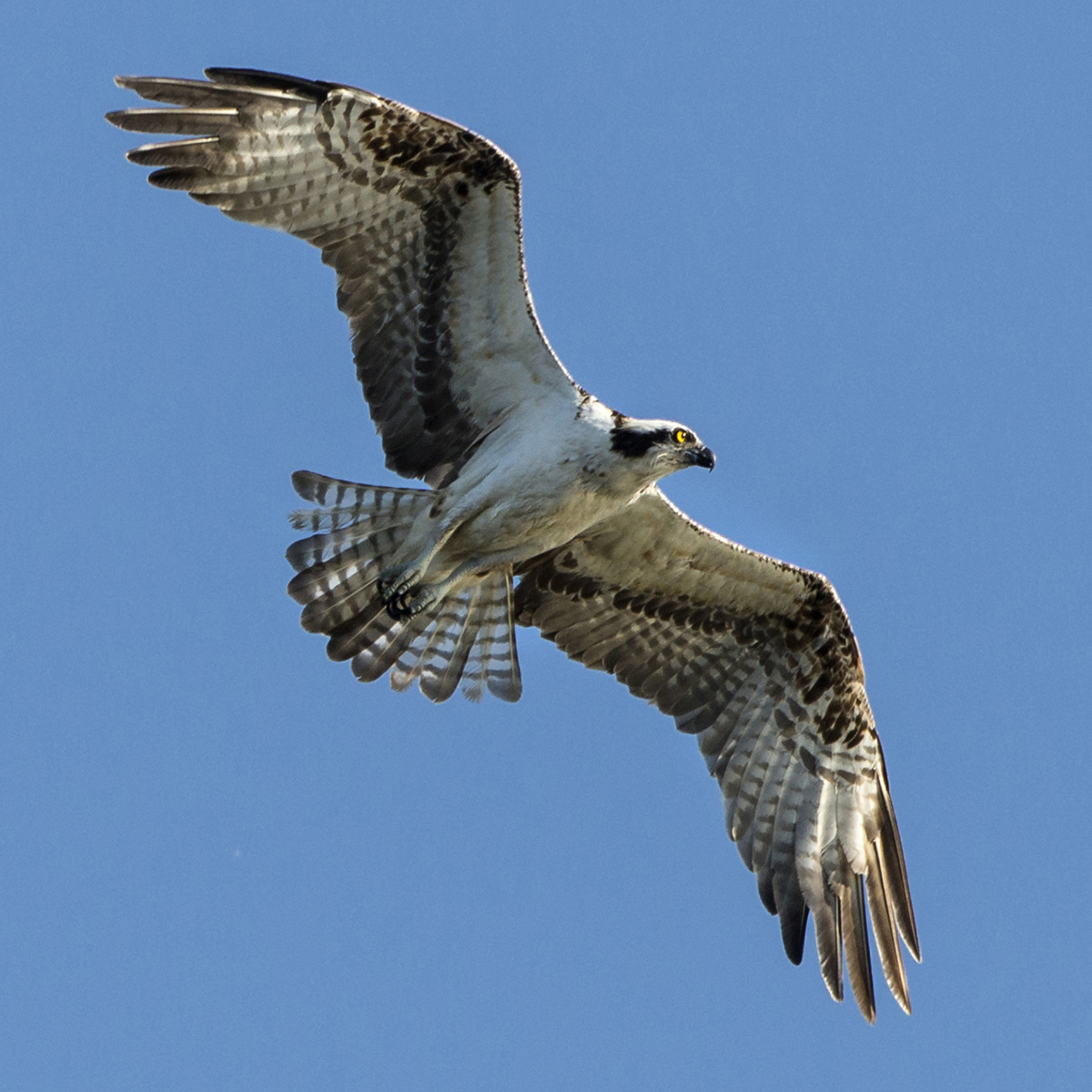 Osprey: Fish-eater returns as breeder in Cook County