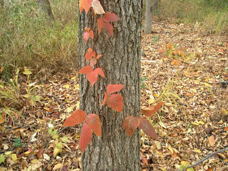 PHOTO: Poison ivy with red leaves growing as a vine on a tree.