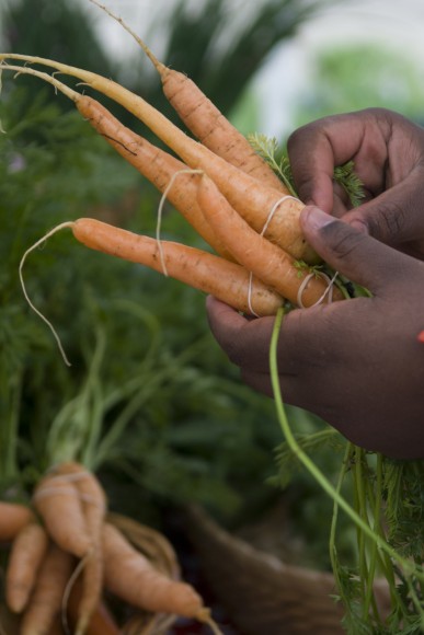 PHOTO: Harvesting carrots.
