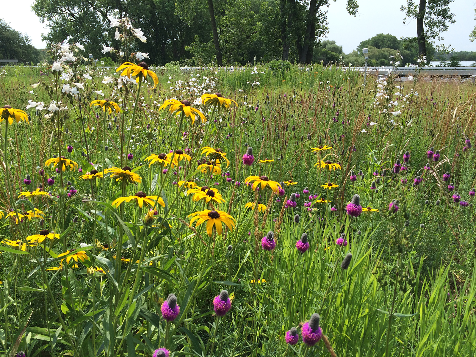 PHOTO: PCSC green roof in summer 2015.