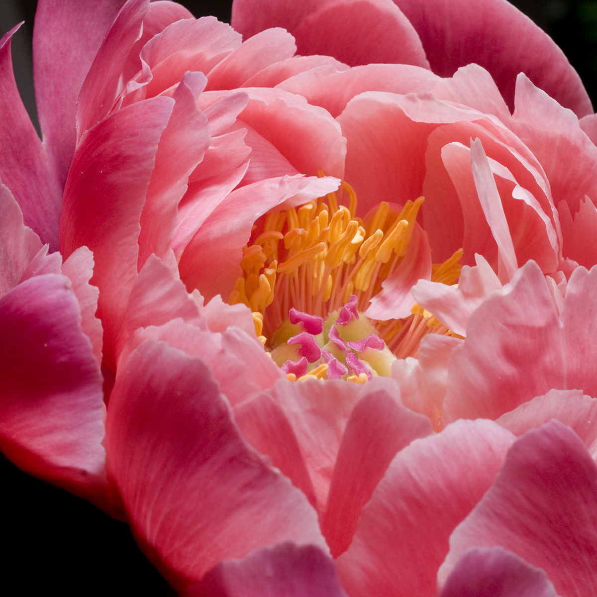 PHOTO: Paeonia CORAL AND GOLD.