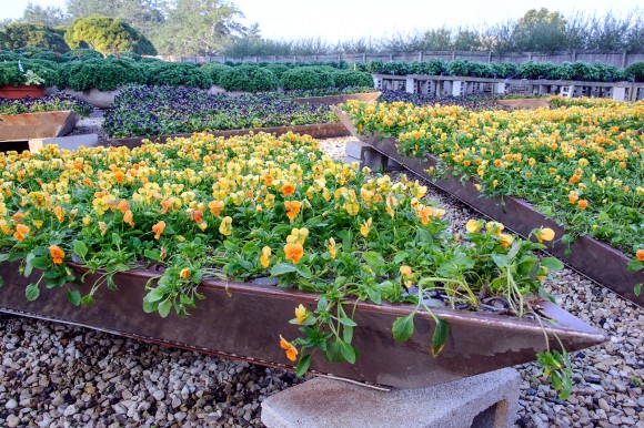 PHOTO: Giant planted triangles of blooming violas in the nursery.
