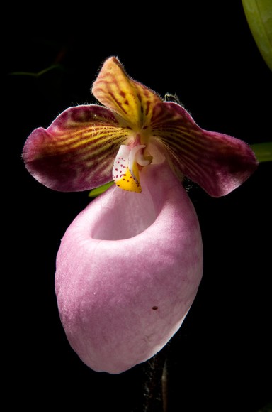 PHOTO: Closeup of a Paphiopedilum micranthum slipper orchid bloom.