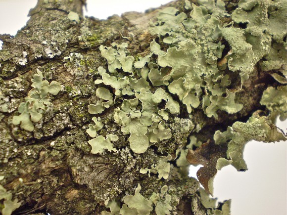PHOTO: Parmelia sulcata, a common lichen, is used to help disguise the hummingbird's nest.