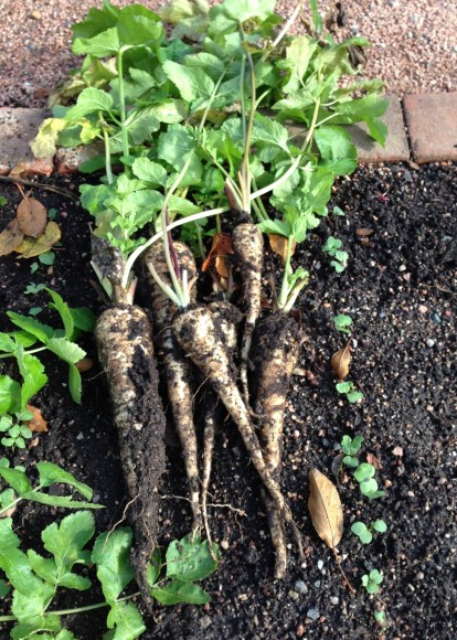 PHOTO: Freshly dug parsnips.