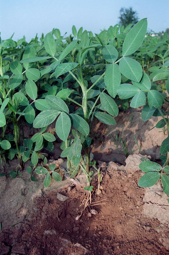 Peanut plant (Arachis hypogaea)