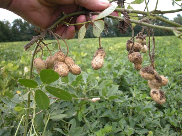 Freshly harvested peanuts, still attached to the roots of the plant.