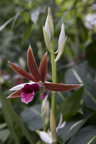 Nun orchid