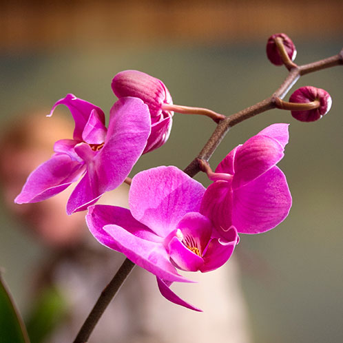 Creating a World of Wonder: The Orchid Show 2014