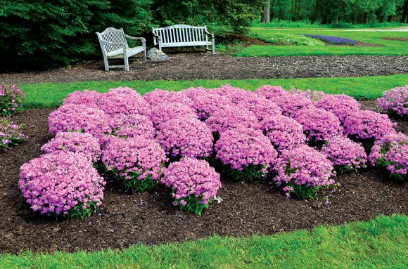 PHOTO: A bed of a dozen plantings of Forever Pink phlox in full bloom.