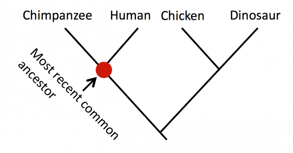 Phylogenetic tree diagram.