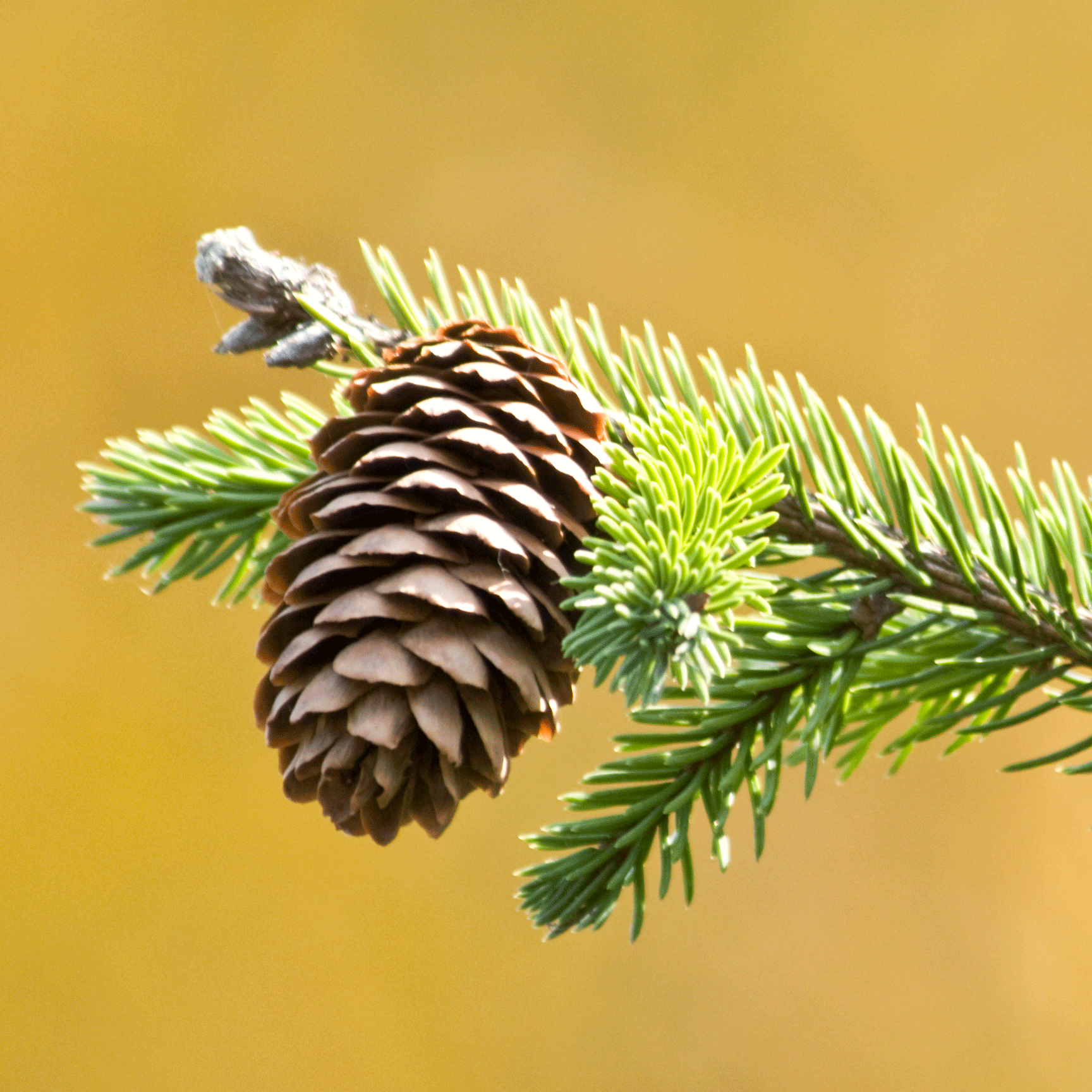Christmas Tree Taxonomy