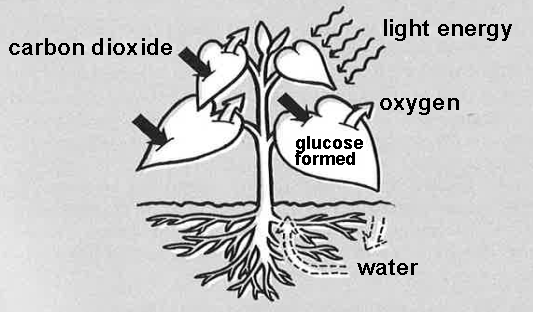 PHOTO: diagram of a plant showing carbon dioxide and light energy entering the plant leaf andwater entering through the roots, while glucose is formed in the leaf and oxygen is released into the air. 
