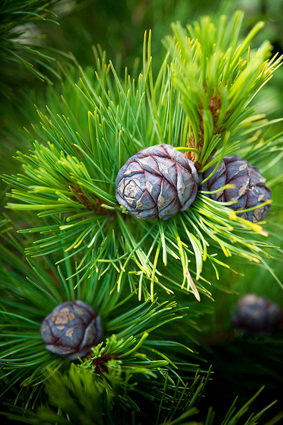 PHOTO: Pinus cembra 'Blue Mound'.