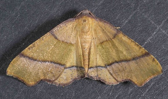 PHOTO: Plagodis phlogosaria (Straight-lined Plagodis moth).