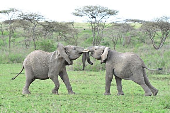 PHOTO: Two baby elephants playing on the savannah.