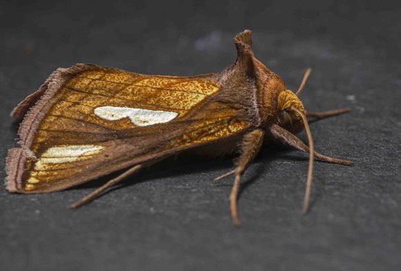 PHOTO: Plusia contexta (Connected looper moth).
