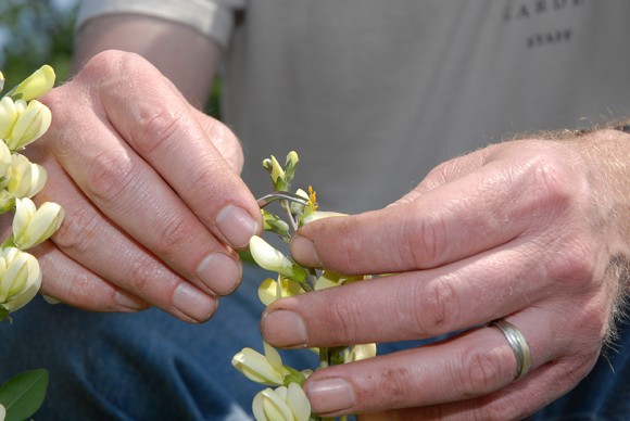 PHOTO: Using tweezers, Jim Ault hand-pollinates a Baptisia.