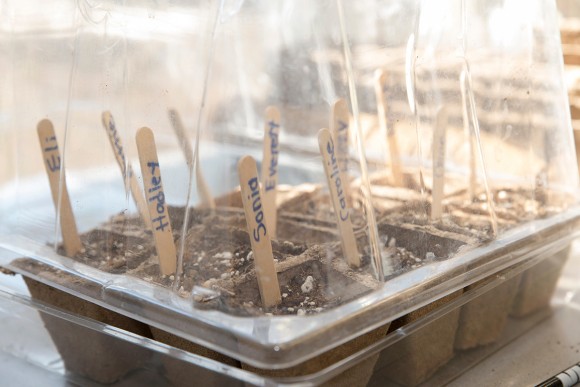 PHOTO: Craft sticks easily identify each child’s plant. Keeping the top lid on slightly open helps air circulate around the plantings, so they don't grow fungus.