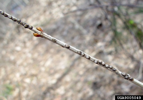PHOTO: Plugged cavities on a viburnum twig containing egg masses of the viburnum leaf beetle (Pyrrhalta viburni).