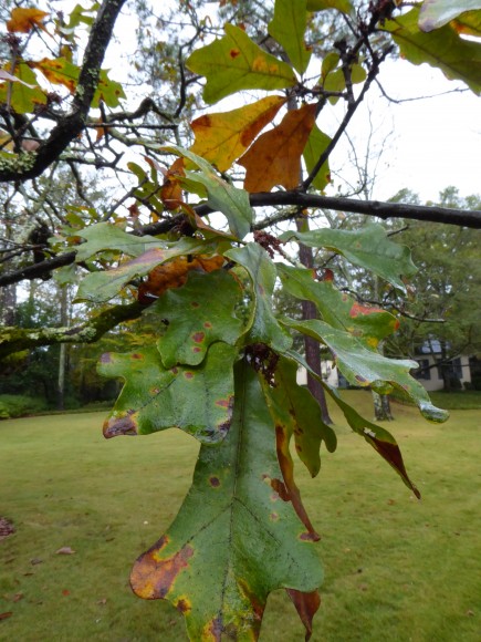 PHOTO: Quercus boyntonii