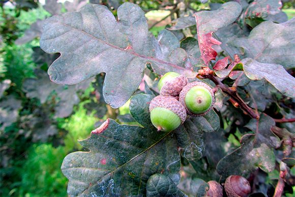 English oak (Quercus robur 'Purpurascens')