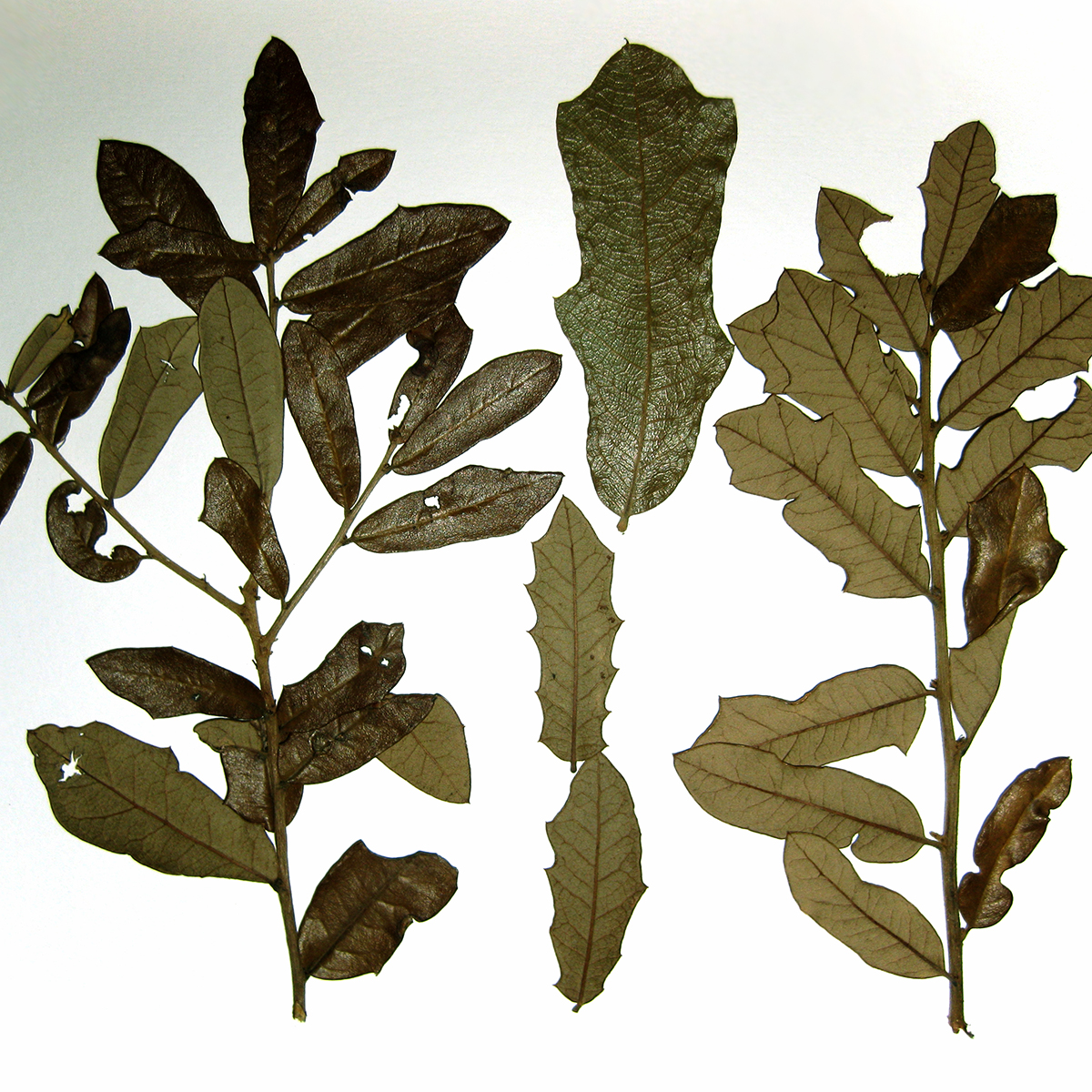 PHOTO: Quercus minima herbarium voucher.