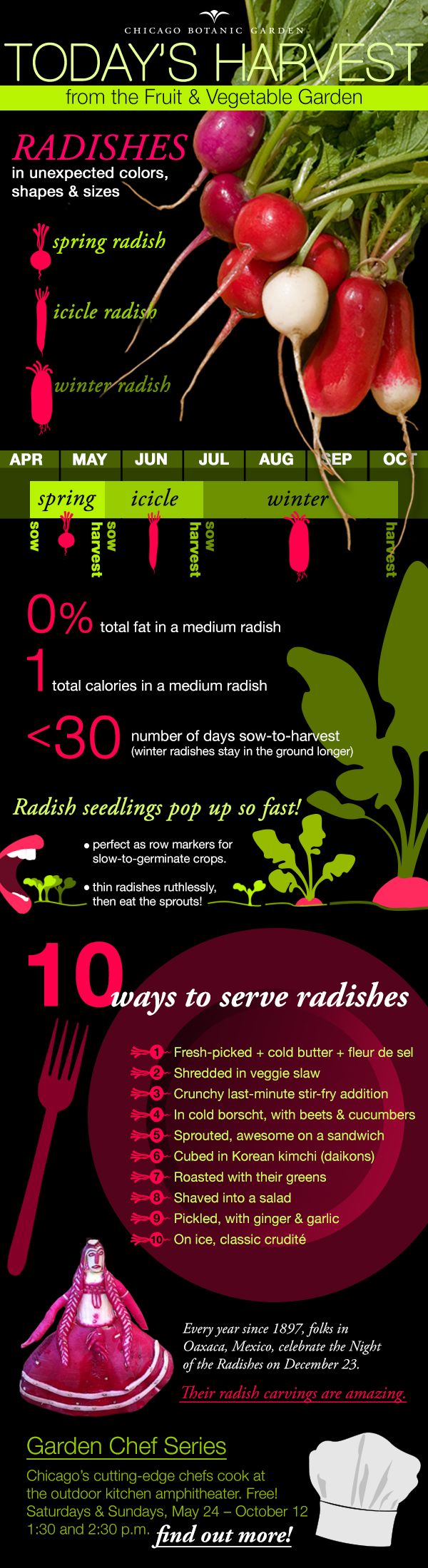 DIAGRAM: Infographic of radish cultivation, harvest, and dining facts.