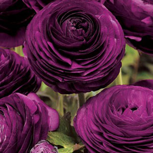 Ranunculus asiaticus Maché 'Purple' by Ball Seed