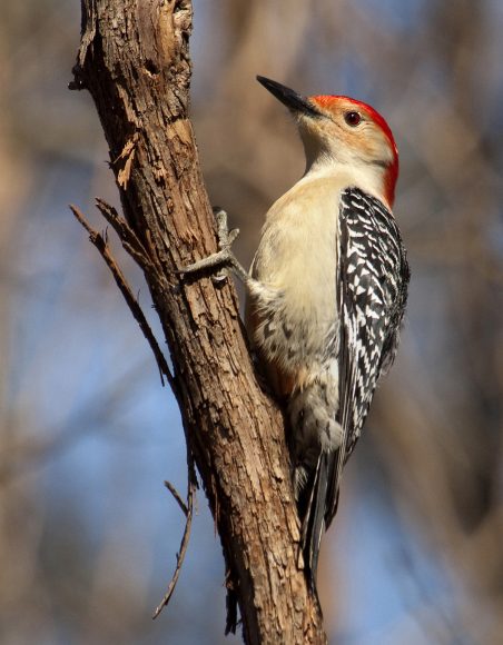 PHOTO: A red-bellied woodpecker looking for food. Photo by Carol Freeman.