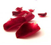 PHOTO: Rose petals