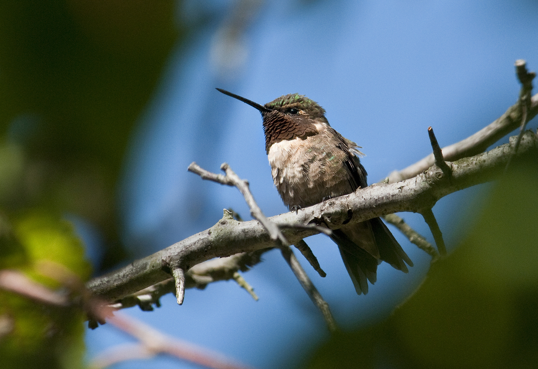 Ruby-throated hummingbird migration begins