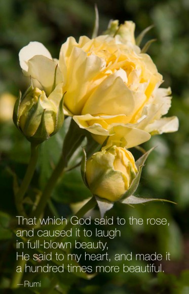PHOTO: Walking on Sunshine floribunda rose (Rosa 'JACmcady')