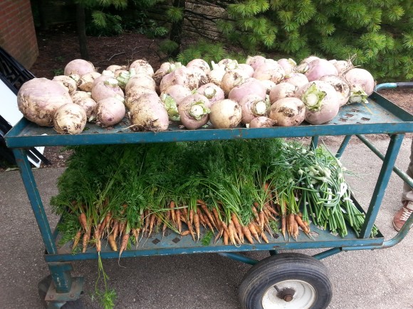 PHOTO: A cartful of Laurentian rutabaga, plus carrot cultivars ‘St. Valery’ and ‘Danvers’ just harvested July 8—all from 1890s vegetable beds!