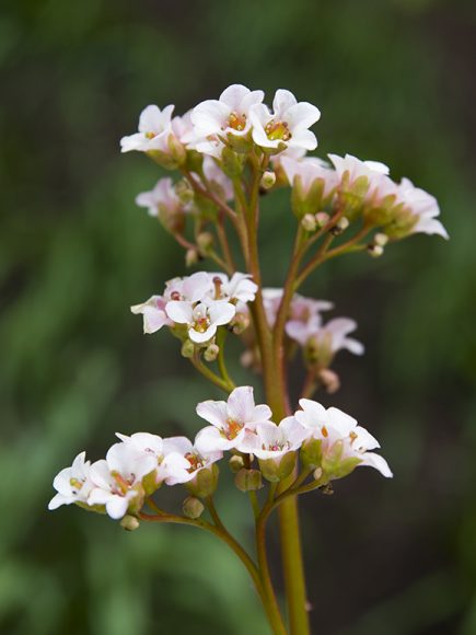 Bergenia cordifolia 'Bressingham White'