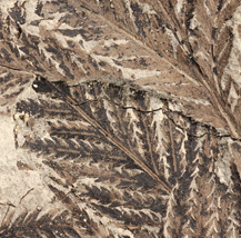 Fossil fern leaves