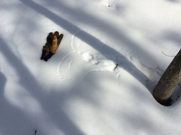 Imprints in the snow of a screech owl's wings tell the story of the shrew that didn't get away.