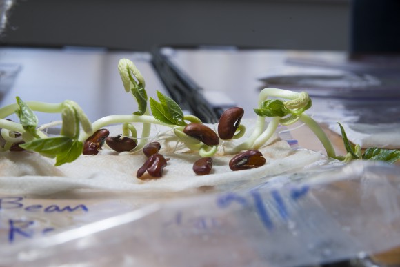 PHOTO: Bean sprouts.