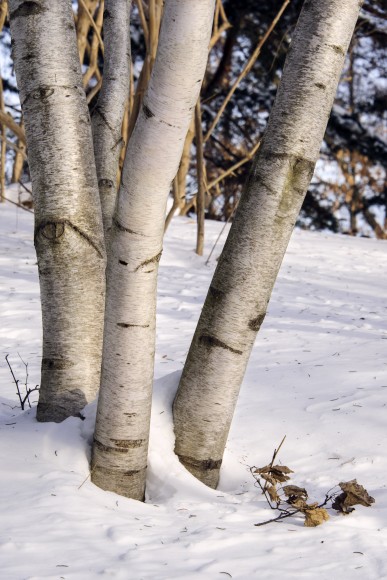PHOTO: Birches in winter.