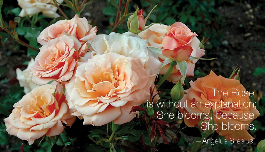 PHOTO: Singin' in the Rain floribunda rose (Rosa 'MACivy')