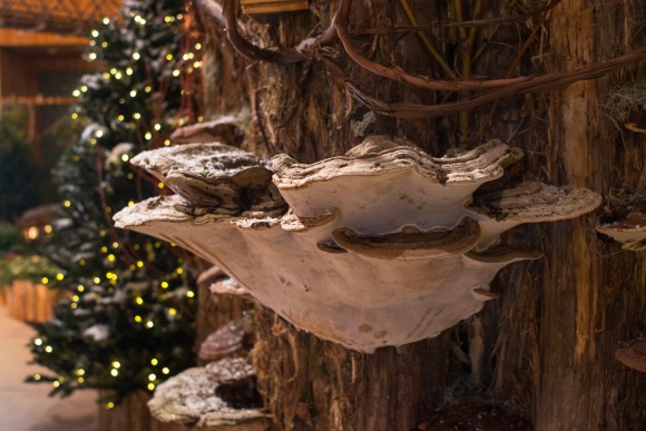 PHOTO: Shelf fungus on display in Wonderland Express.