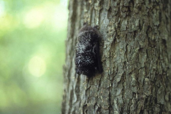 PHOTO: Silver-haired bat.