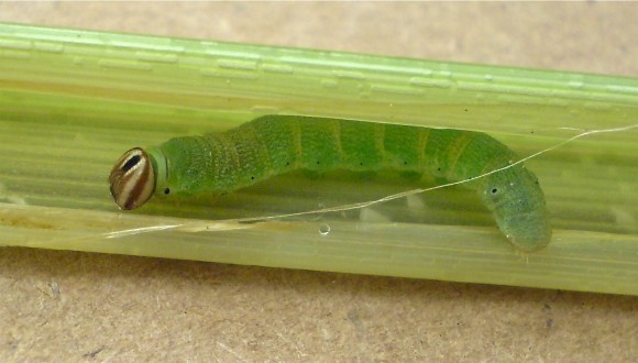 PHOTO: Broad-winged skipper larva.