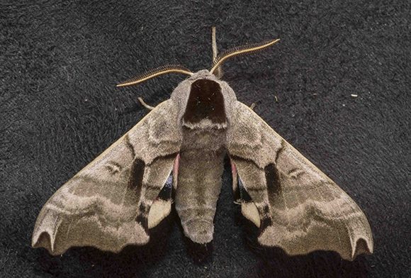 PHOTO: Smerinthus jamaicensis (Twin-spotted sphinx moth).