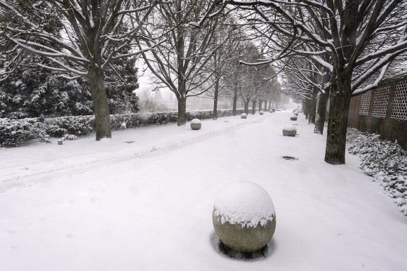 PHOTO: Linden Allee in winter.
